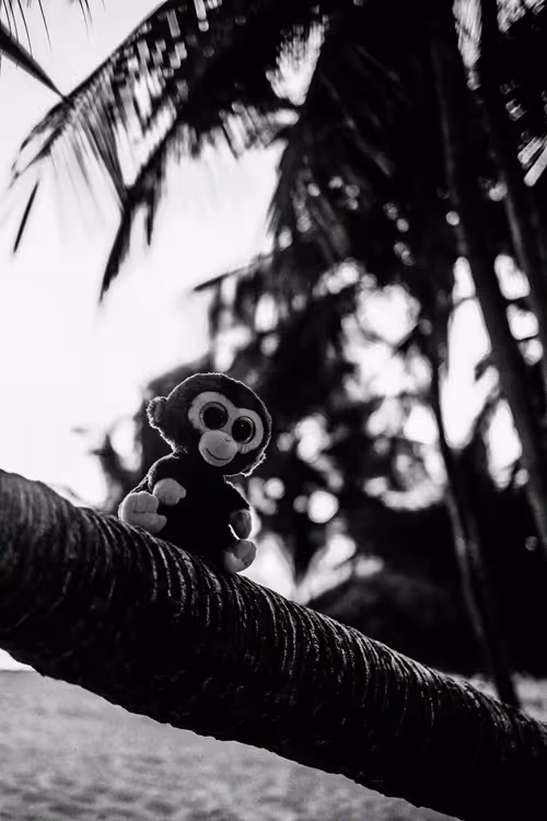 Item #78523124948883737191824425685370443041181342440538518293301156638277830180865 Media