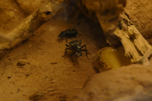 Item #52956220066904984822105294950617311198708422789705140296862517622478123040769 Media