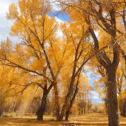 A Picnic Place