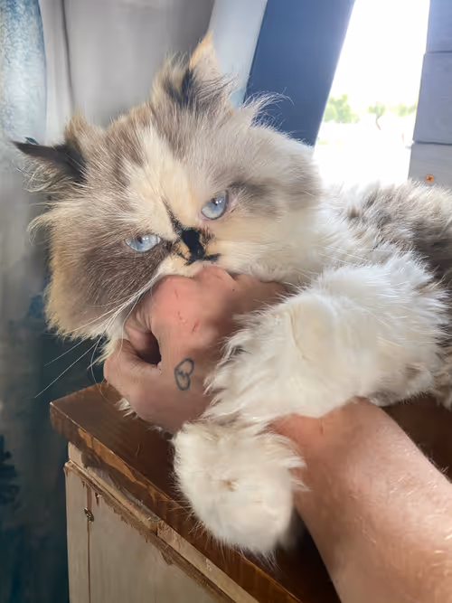 Item #88063557034118437660925886446302507819426649905583175627315428944315722760193 Media