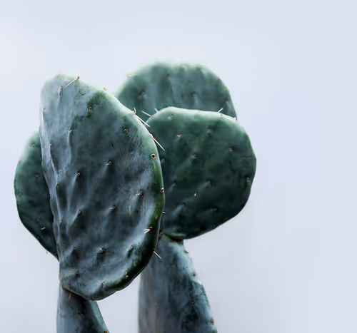 Item #37787359946517531250562291799525874448910537892577059247393481146486824632321 Media