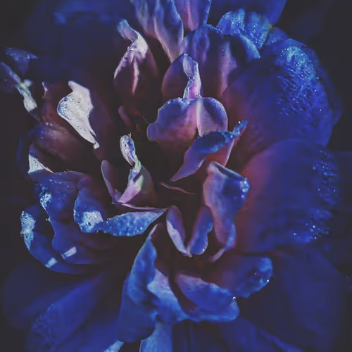 Item #12729754568501072855489201789855253348138096552071129580041228595963566751759 Media