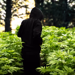 Walkin' in green