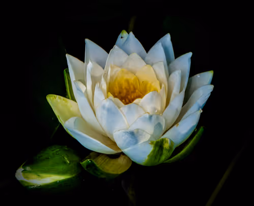 Item #78290859564487950582035157187154512379100989933844946097788898186652085649409 Media