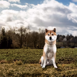 Adorable Shiba Inu in three poses