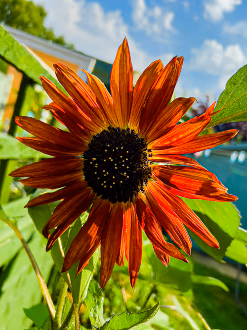 Item #19706736647229879656822454132754720829342414100240411727761359065176699043841 Media