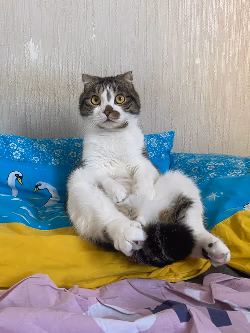 Item #51714780314179032241787952776522636894904578774096726712782613649346881650689 Media