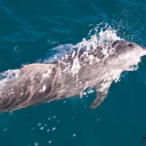 Coastlifephotography