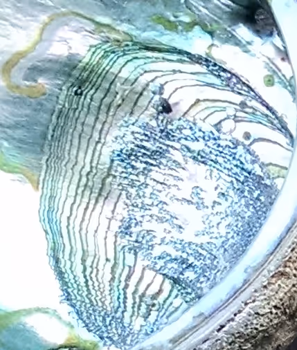 Item #13444301814129602998963981015942214273986404883937421341916514793551034318849 Media