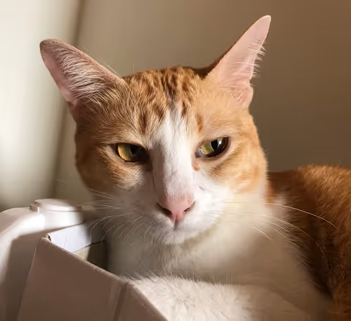 Item #61084766812736374092068750662348157507546785289174325112238809569971935379457 Media