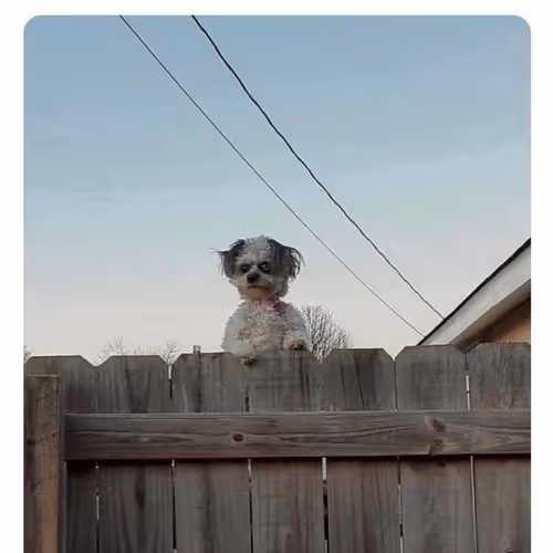 Untitled Collection #73052595 - old