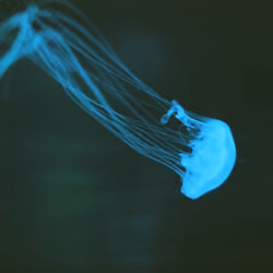 Jellyfish's dream #13 @D.J