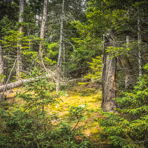 Artflux Collection - old - KHPJiR74nx