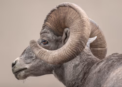 Item #19207338348144225692080396183640865546201068415206893468727031777198583316481 Media