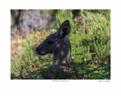 Item #24600310660482288606297797528155087939323639147399647196853483645738330095617 Media