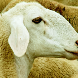 Sheep 