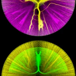 51929734946411346289540790635765095060363125039145709683616697061699705896961