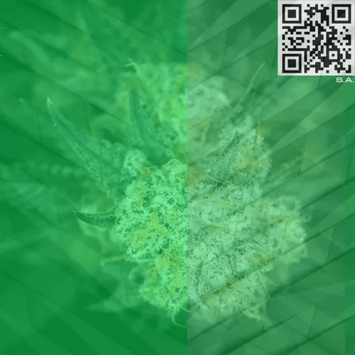 Item #61089433673675855013240100592429788426200334601701735580530433899441678188545 Media