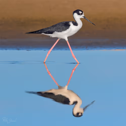 Item #76723362783280478533997952640177478162370392864243199552253501735997167108097 Media