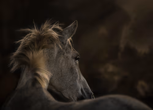 Item #12333759371985289416686528618250941787801478820548931806244366486636205178881 Media