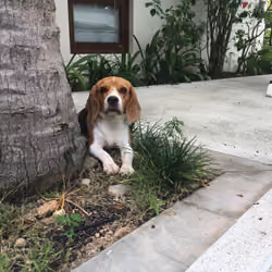 Daisy