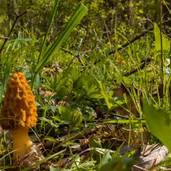 Forrest Floor Morel