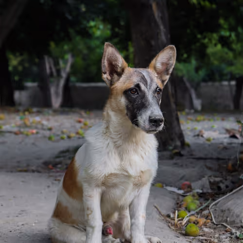 24528137236716378836005222765059934114187861086378420293351673738289022500865