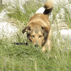 Hugo the greenlandic mixed breed dog 