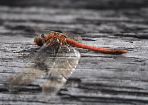 Item #51400291573821897858341146443877866955603182621388920438661252915997232332801 Media