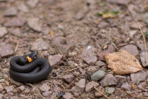 Item #74044223418963058719430139109127574928607342041478017501753412593949471670273 Media