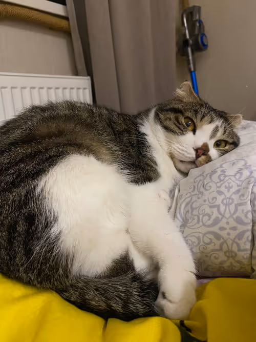 Item #51714780314179032241787952776522636894904578774096726712782613640550788628481 Media