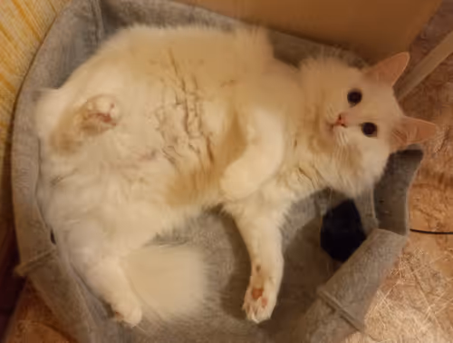 Item #763224073280193224173041358155125596503139434424356380946212151964039380993 Media