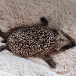 Baby hedgehog relaxing and taking a nap