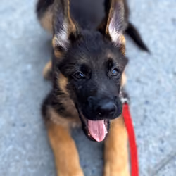 Puppy Pup - Smitten The GSD From TikTok 35K+