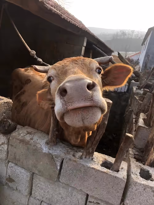 Item #88172616641088343963261196748694708073223342560525861754629692841265285038081 Media