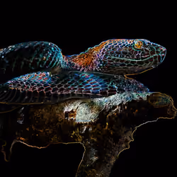 Neon Portrait of a White-LIpped Island Pit Viper (Snake)