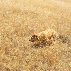 Golden Field with Golden Dog