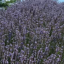 Lavender field on Koroshegy, in Hungary #11