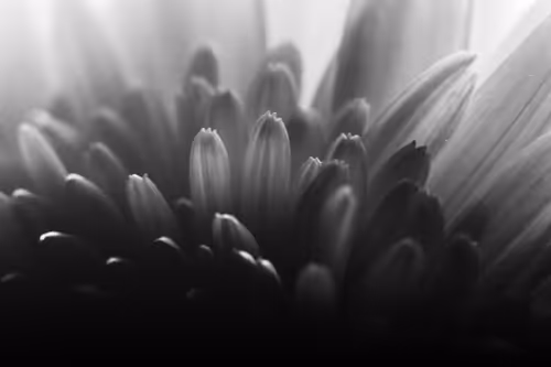 Item #102332330010392241424483100560917049247298654134596954223831831445019725660161 Media