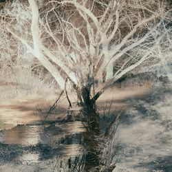 Tree By The Pond #5