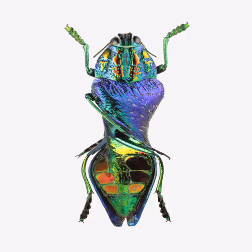 Item #111059480755819072401472915714429599823664809872456549623330074129374268882945 Media