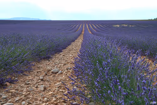 Item #56160022432504401067016456335604766806918299466486402665658942071452668526593 Media