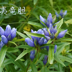 蝦夷竜胆  Ezo rindo 