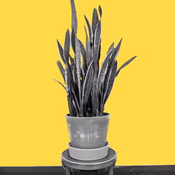 25379124807980713745219244606437574046087384809022650852355167095028237467649