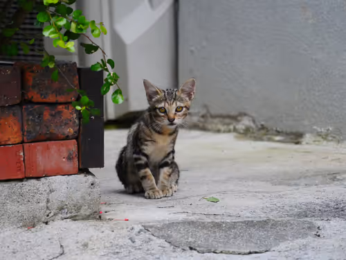 Item #55455677318123595031509472603724202920888355633279889545160944695224777572353 Media