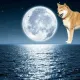 DOGE NFTs of the Tinternet