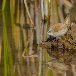 moustached warbler