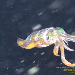 80965803268169370603932631570667161375508893671094224909166964075435388829697