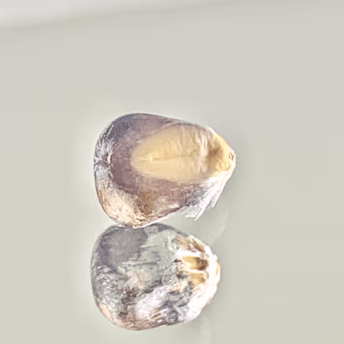 BAD SEED_