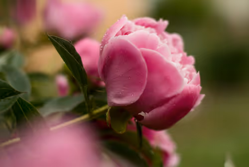 Item #74044223418963058719430139109127574928607342041478017501753412571959239114753 Media